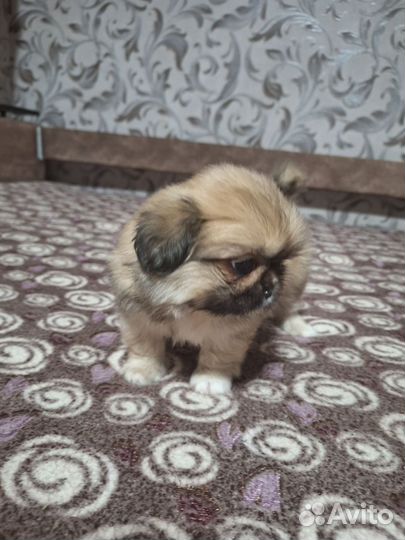Пекинес