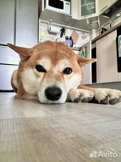 Вязка сиба ину