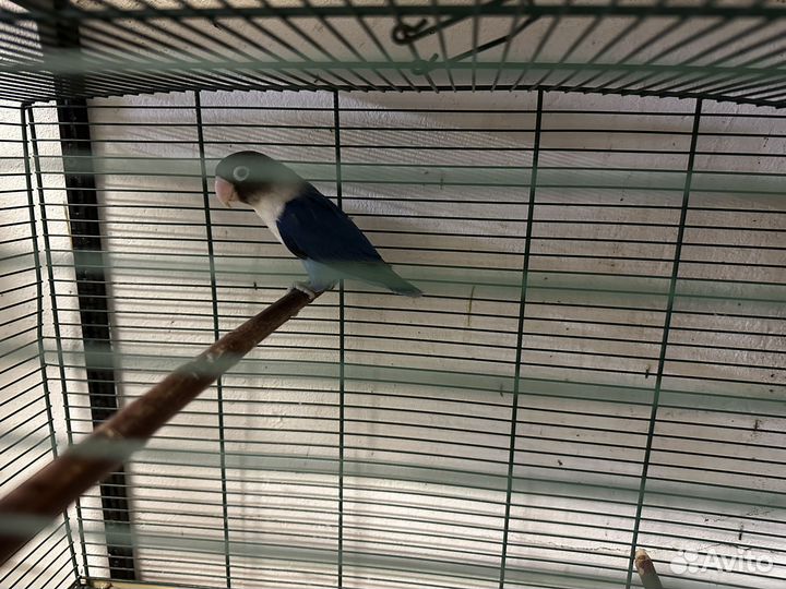 Попугаи неразлучники фишера