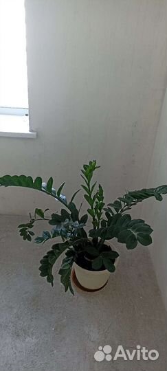 Замиокулькас долларовое дерево