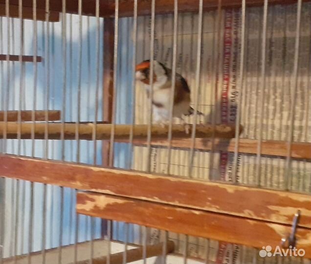 Клетка со щеглом