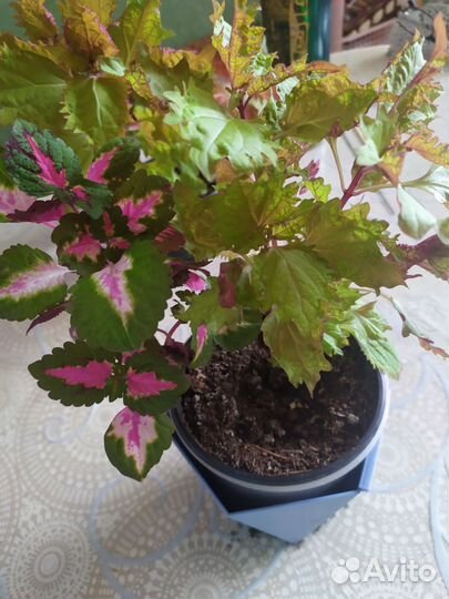 Колеусы сортовые