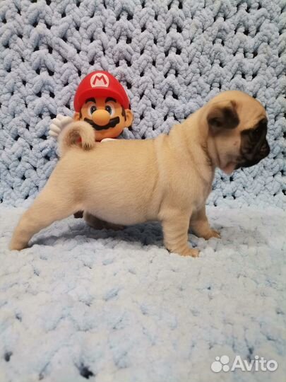 Щенки мопса