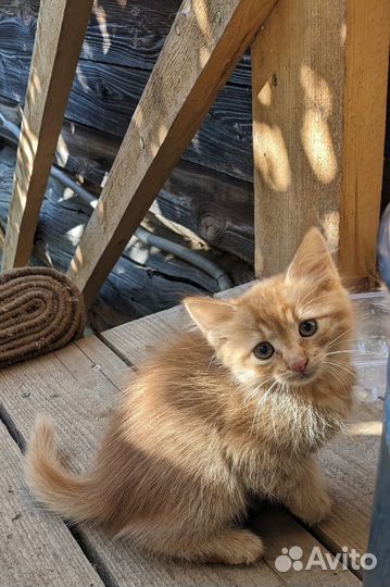 Котята рыжики