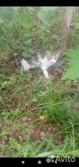 Котенок в добрые руки