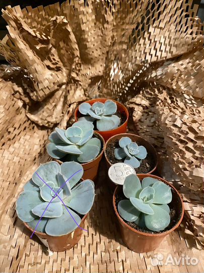 Суккуленты