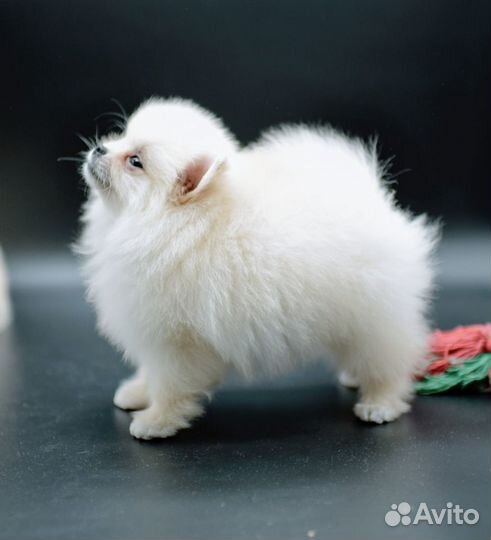 Мальчик померанский шпиц мишки