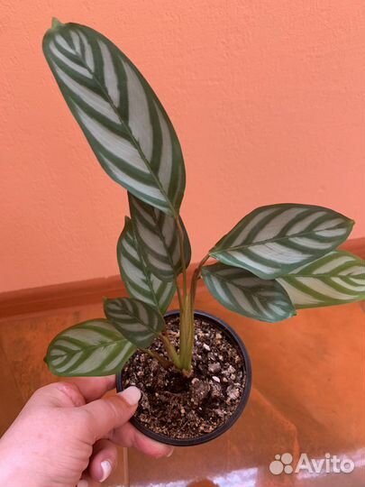 Калатея ктенанта