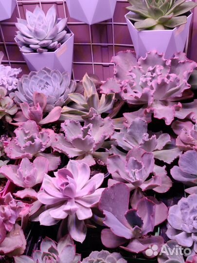 Суккуленты