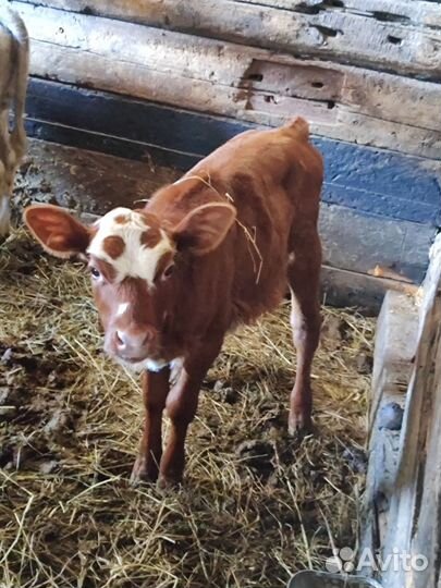 Корова с телятами