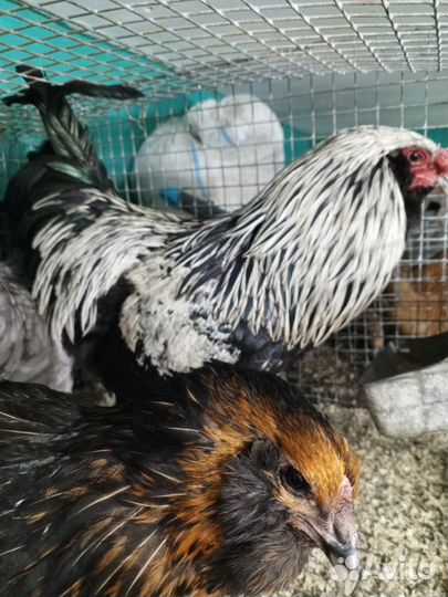 Цыплята джейсерский гигант