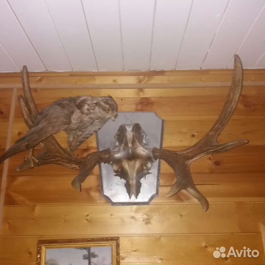 Рога лося размах 1метр