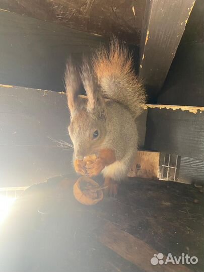 Белка домашняя