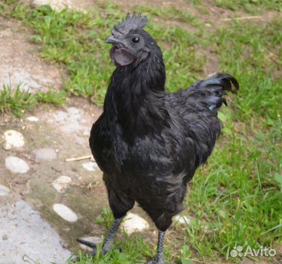 Петухи русская хохлат,брама,легбар,бреккель серебр