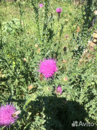 Мёд 2023 с личной пасеки