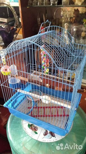 Клетку для попугая. Пшено хлеб и др корм животных
