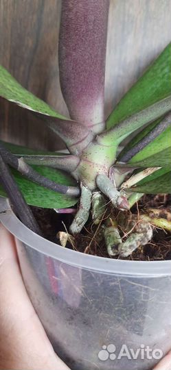 Орхидея фаленопсис Парфюмерная фабрика Scention