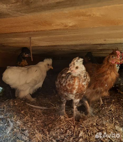 Декоративные цыплята