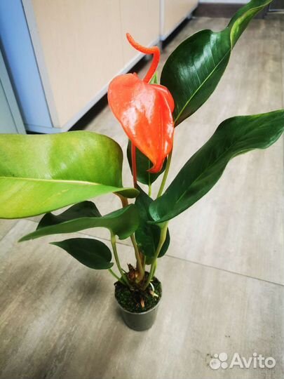 Антуриум Шерцера