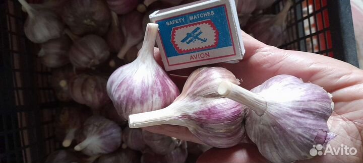 Чеснок,ежевика и многолетние цветы