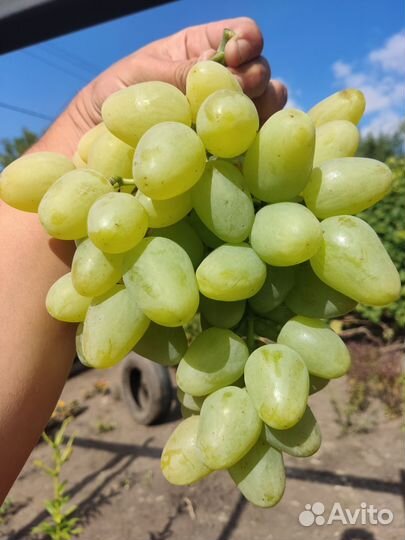 Черенки винограда