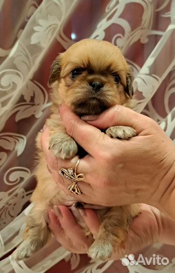 Щенки пекинеса