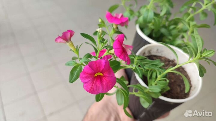 Калибрахоа розовый