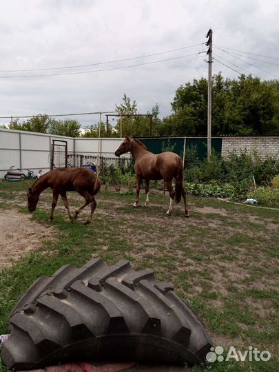 Лошадь с жеребенком