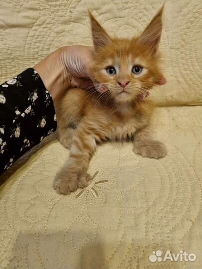 Котята мейн-кун полидакт девочки и мальчики