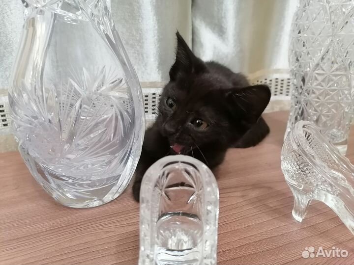 Игривая кошечка в добрые руки