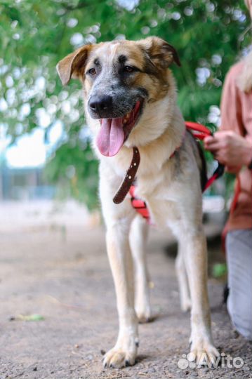 Микс ждет своего хозяина, учителя и просто друга