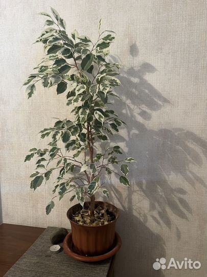 Комнатные растения цветы фикус декабрист