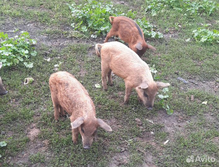 Поросята мангалица