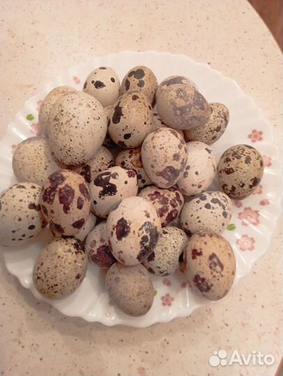 Инкубационное яйцо