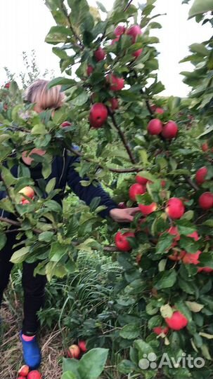 Фермерское хозяйство