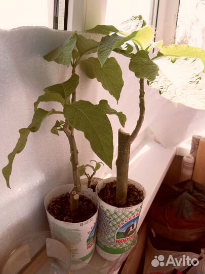 Бругмансия