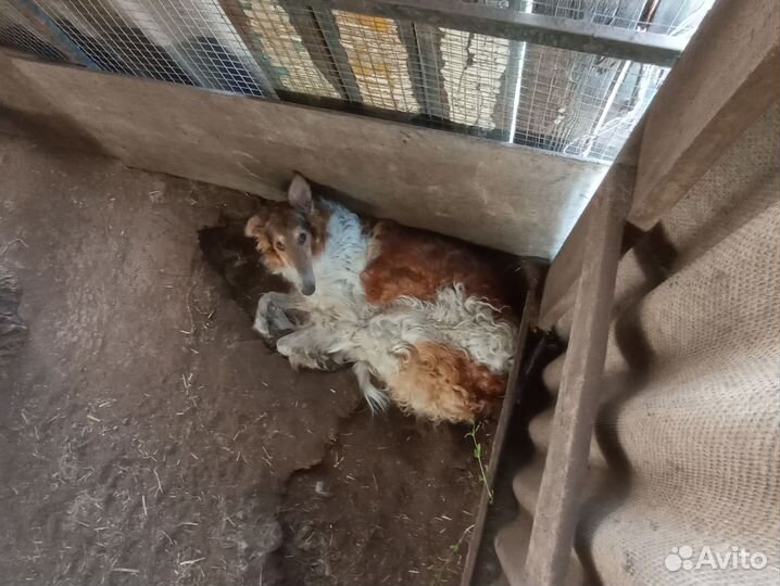 Собака русская борзая