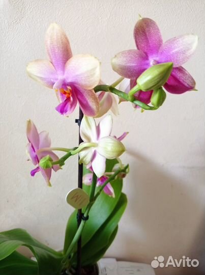 Орхидея фаленопсис Лиодоро