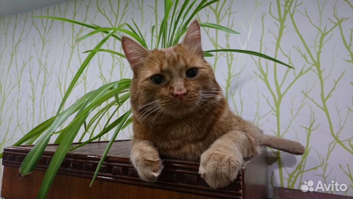 Рыжий кот на вязку
