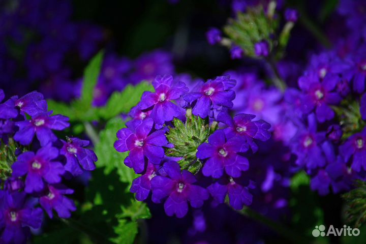 Вербена рассада