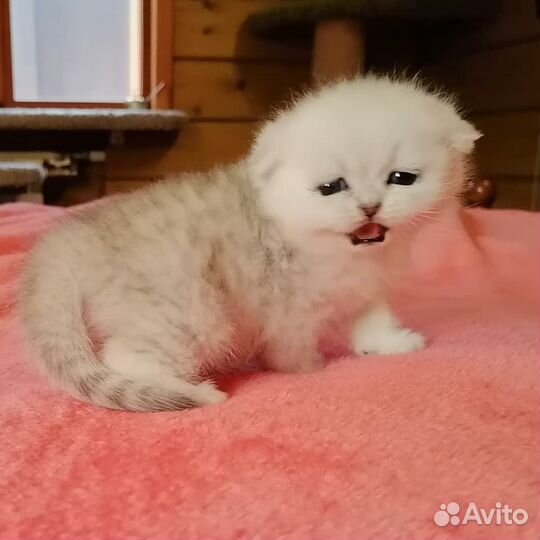Серебристые шотландцы
