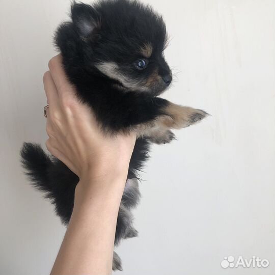 Померанский шпиц мини