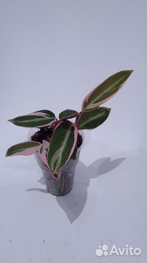 Строманта триколор