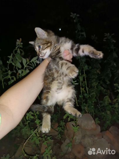 Ласковая и игривая кошечка в добрые руки