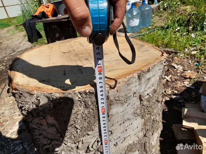Пень березовый