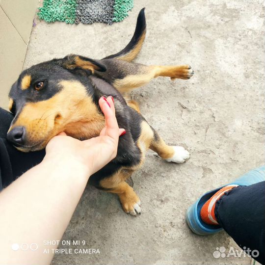 Отдам щенка в добрые руки