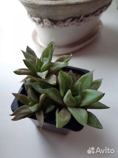 Алоэ древовидное лечебное