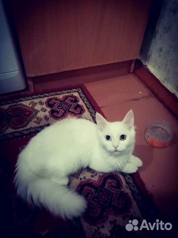 Белый кот с разными глазами объявление продам