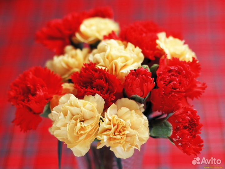 Красные Гвоздики с доставкой