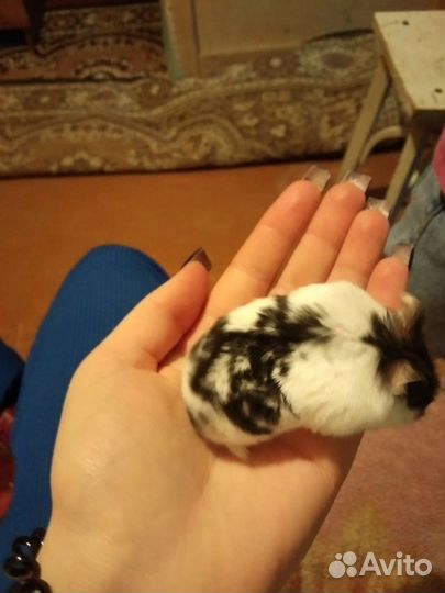 Джунгарский хомяк с клеткой